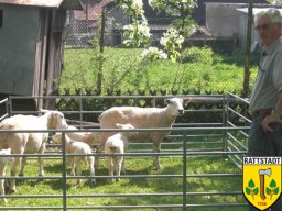 01-05-2009-dorfhaus-rattstadt-20-jahre_56_20160605_2097757102